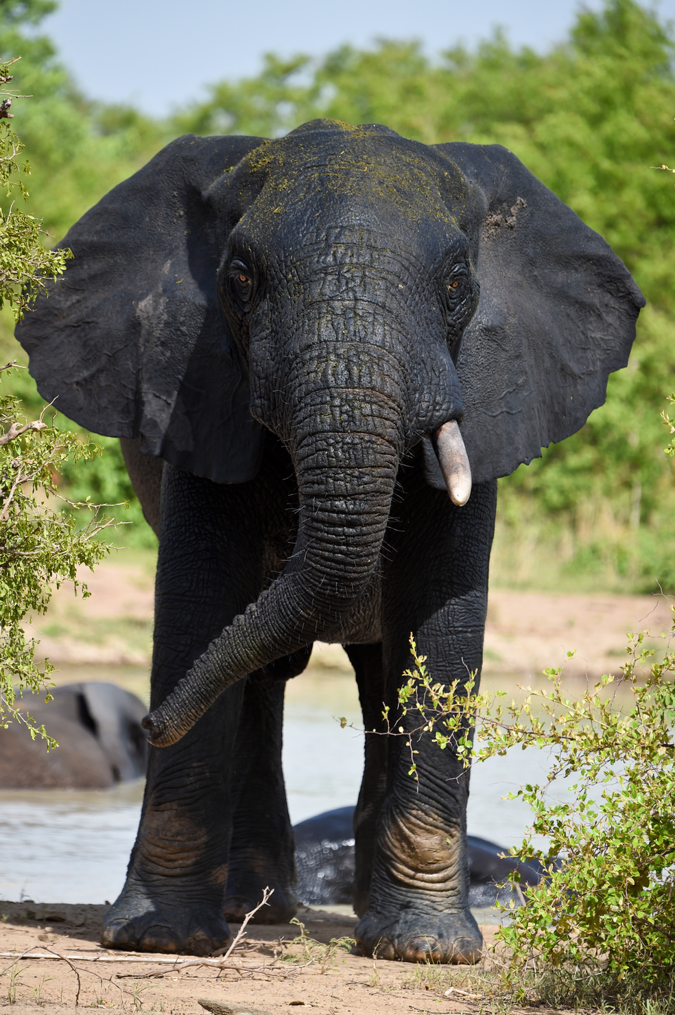 African Elephant in Ghana