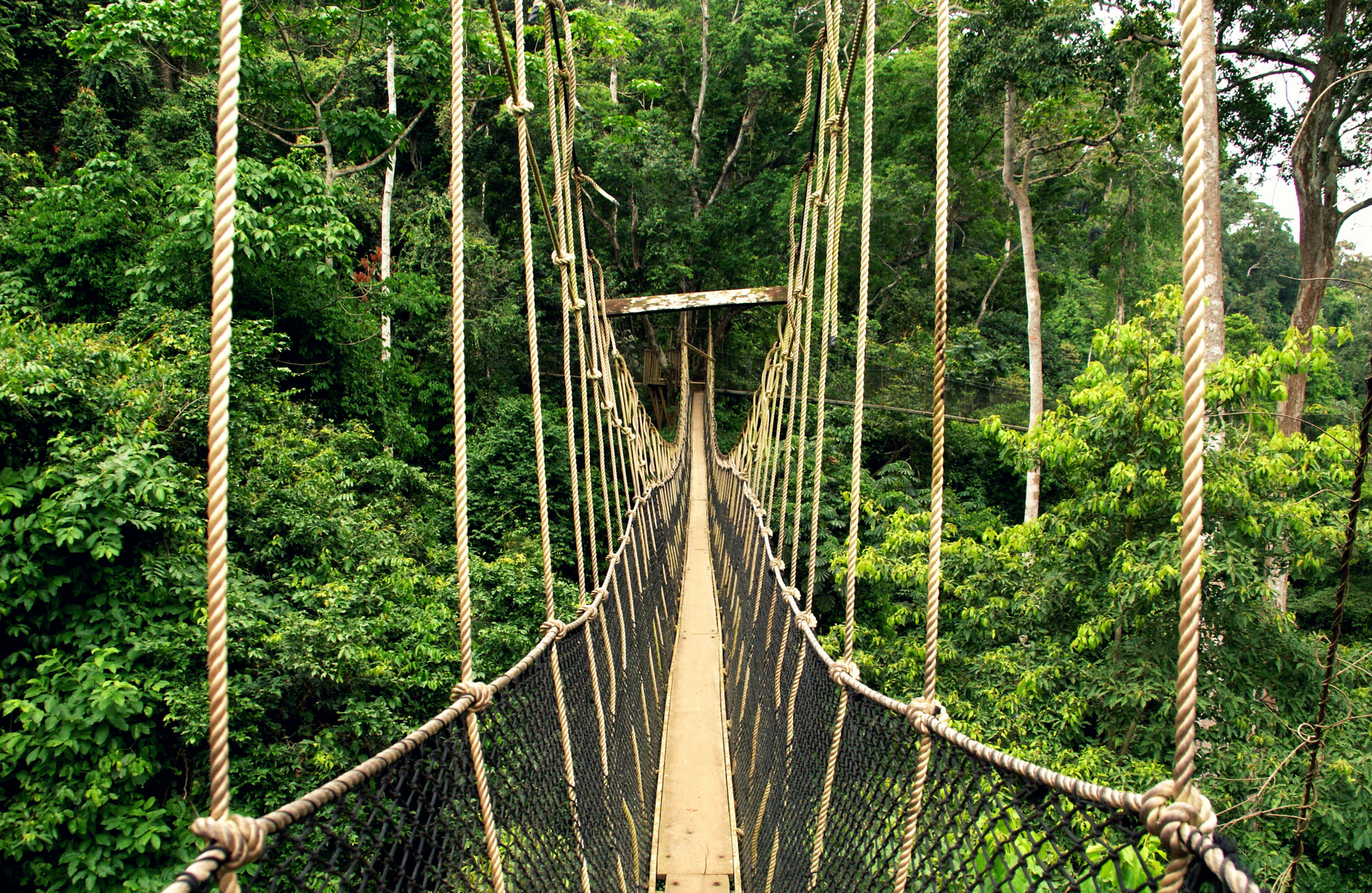 Stunning canopy walkway at Kakum National Park (Ghana)